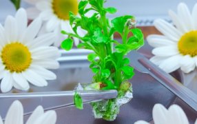 Biofábrica Misiones provee plantas madres de crisantemos para potenciar competitividad de la floricultura