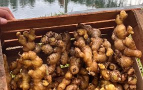 Biofábrica Misiones impulsa la producción de jengibre con rizomas semilla de calidad para fortalecer la diversificación productiva