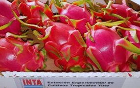 Qué es la Pitahaya: La “Fruta del Dragón” que gana terreno y es una oportunidad para el norte argentino