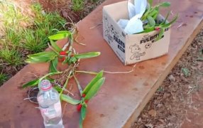Policía de Misiones y coleccionista de orquídeas desbarata una estafa millonaria con flores falsas en la ciudad de Apóstoles