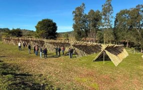 La nueva fábrica de bambú en Comandante Andresito demuestra que el desarrollo en Misiones es hoy, también esta instalada una planta en el Parque Industrial Apóstoles