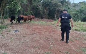 La Policía de Misiones evitó un posible siniestro vial al retirar animales sueltos sobre la Ruta Nacional Nº 12, en cercanías de la ciudad de Eldorado
