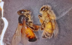 Desarrollo del INTA: Con biotecnología, lograron reducir el impacto de un virus letal para las abejas