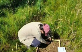 El uso del abono natural produce mayor cantidad de materia verde y aumenta la diversidad de la cobertura verde espontánea en el cultivo de yerba mate