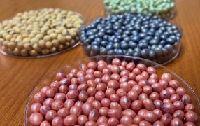 Coinoculación y tratamiento acelerado: Los conceptos del año en biológicos