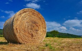 Nace la Mesa Nacional de Alfalfa, para “transformar su potencial en crecimiento y oportunidades”