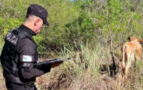 Misiones: Rápido rastrillaje policial permitió recuperar un ganado vacuno, de aproximadamente 80 kilos que habría sido hurtado en la zona rural en la localidad de Bonpland