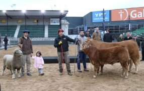 “De Paul”, “Tini Tini” y “Tim Payne” en la ferial de Palermo, los primeros animales ya están en la Expo Rural 2026