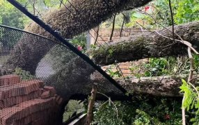 Tormenta en Misiones: Caída de árboles, cables sueltos y daños estructurales movilizaron a la Policía Provincial