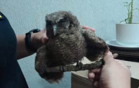 Tres aves rescatadas en menos de 24 horas mediante operativos policiales en distintos puntos de la provincia de Misiones