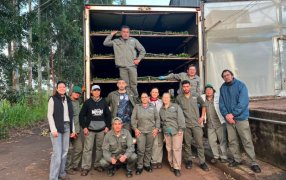 Biofábrica Misiones consolida su proyección nacional con un nuevo envío de plantines de banano