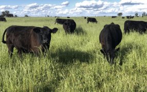 La ganadería, ante un momento soñado: Con mayor apertura comercial, vuelve a atraer capital productivo