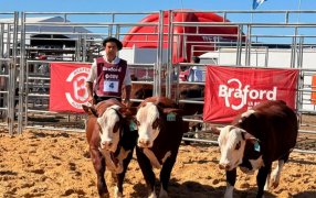 Bradford avanza en Expoagro: La raza que integra Inteligencia Artificial, sostenibilidad y exportación validó su liderazgo con un remate récord