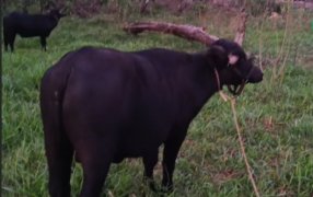 Búfalos, una atractiva presencia: La Exposición Agroindustrial Oberá tendrá un sector de granja con muchas opciones para recorrer y conocer