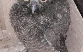 Asistencias y rescates de fauna: Resguardaron un búho silvestre en el Municipio de Montecarlo y auxiliaron a un perro herido en la ciudad de Oberá