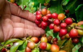 Entró en vigencia el Programa de Promoción de Cultivo y Comercialización de Café en la provincia de Misiones