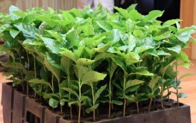 La provincia Misiones identificó variedades de café con potencial de adaptación y presentó avances en el Municipio de Eldorado