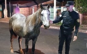 Hurtó una yegua a un adolescente de 16 años e intentó escapar en pelo, terminó cayendo en plena fuga y la Policía de Misiones recuperó el animal