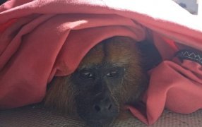Rescataron a un mono carayá que fue perseguido y herido por perros en el Municipio misionero de Garupá