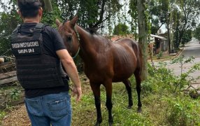 Habría sustraído un caballo de raza cuarto de milla y lo quería rematar por Marketplace: La Policía de Misiones lo recuperó tras un rastreo digital