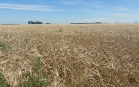 La cebada también hace su aporte: Cerró la cosecha con una producción histórica