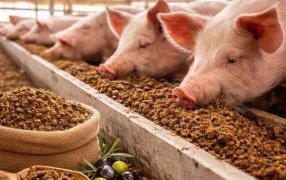 En San Juan el descarte del olivo es alimento para cerdos, se aprovecha hasta cien mil toneladas anuales de residuos