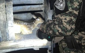 Policías Ambientales de Misiones rescataron a una cierva herida y preñada que estaba en manos de un vecino en la localidad de Arroyo del Medio