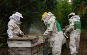 La apicultura exhibe un “dulce” comienzo de campaña: Rindes de hasta 50 kilos en Santa Fe