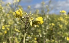 El “boom” de las Crucíferas también impone desafíos: Claves para lograr una correcta implantación