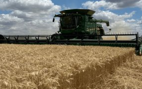 La cosecha de trigo avanza y se consolida una campaña histórica: Un récord de 24,5 millones de toneladas