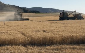 Terminó la cosecha récord de trigo: Los rindes superaron los valores históricos en todas las regiones