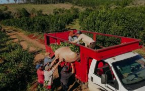 Misiones: Las medidas de apoyo al sector yerbatero inyectaron más de 5 mil millones de pesos en créditos a tasa cero y a tasa bonificada