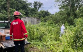 En el Municipio misionero de Santo Pipó, operarios fueron atacados por abejas y Bomberos lo trasladaron el enjambre a un lugar seguro