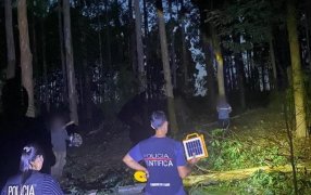 Murió un trabajador de 34 años al ser golpeado por un eucaliptus durante tareas de obraje en el municipio misionero de Ruíz de Montoya