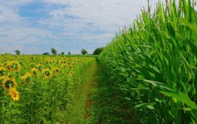 Exportaciones récord: El girasol no para de sorprender y el maíz abre su campaña comercial a todo vapor