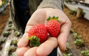Misiones: Realizarán capacitación teórico-práctica sobre cultivo de frutilla en el Municipio de San Vicente