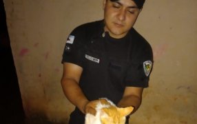 San José: Rescataron a un gato que cayó a un pozo de de gran profundidad en un barrio de esta localidad misionera