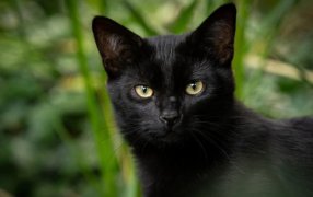 Ciudad española suspende adopción de gatos negros por riesgo de prácticas esotéricas en Halloween