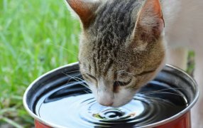 Cómo refrescar a un gato: Consejos para protegerlos del calor