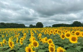 Girasol en alza: Buenas perspectivas para la nueva campaña