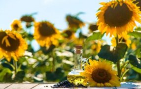 Otro éxito del girasol: Fue la cadena agroindustrial de mayor crecimiento exportador en 2025