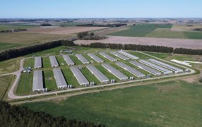 La mayor empresa de alimentos de España invierte 14 millones de dólares para la producción de cerdos en Argentina
