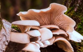 Misiones: Ponen en marcha el registro de productores y recolectores de hongos comestibles