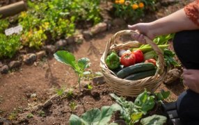 Apóstoles: Charla sobre la huerta para fortalecer el comercio local, se realizará en la tarde de este 14 de Mayo en la Expo Yerba