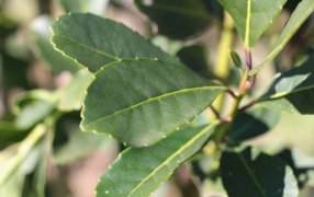 Entre mercado interno y exportaciones, las salidas de yerba mate superaron los 131 millones de kilos durante el periodo Enero - Mayo