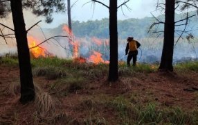 Controlaron el incendio de un pinar en el Municipio de Santa Ana y evitaron su propagación al monte