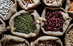 Las legumbres van por un plan para reforzar la genética y revertir “un retraso varietal de 20 años”