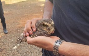 Encontró una lechuza herida dentro de su casa y la Policía de Misiones intervino para rescatarla, fue en la localidad de Jardín América