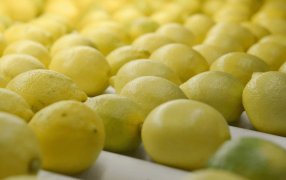 Exportaciones “esenciales”: Los cítricos crecen, con productos que valen hasta más de 20.000 dólares la tonelada