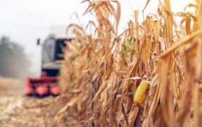 Elevan proyecciones de producción para el maíz y alcanzaría las 61 millones de toneladas